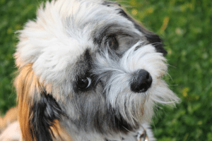 Havanese dog