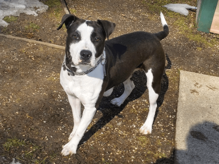 Missy, a terrier mix dog